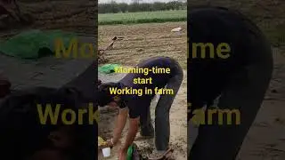 morning time village life #shortvideo #youtubeshorts #chard da punjab31