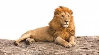 #lion#sweetlion#beautifullion#smartlion#cutelion#playinglion#smalllion2