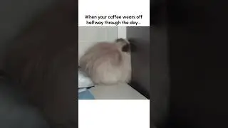 Funny Kitten Naps in the WEIRDEST Place!