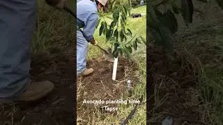 Planting an Avocado (Time Lapse)