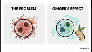 Ginger  A Flavorful Ally