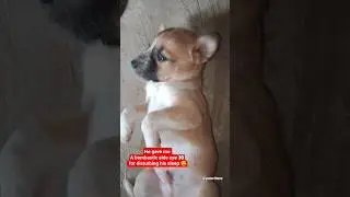pls don't forget to like SUBSCRIBE we share real animal moments 🥰