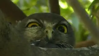 Barking Owl (Ninox connivens)