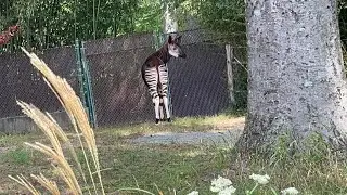 Okapi. A Rare Animal Found in Northeast Democratic of Congo