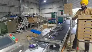frozen blueberry sorting and packing line