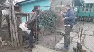 Herta face tranzactii cu cocosi