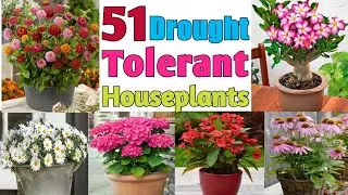 51 Best Drought Tolerant Plants | Plants that can tolerate without water | Plant and Planting
