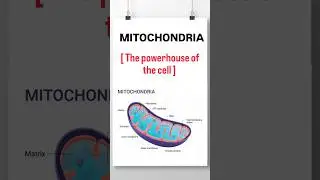Mitochondria 🦠[ The powerhouse of the cell ] ||#shortvideo #mitochondrien  #biology #cell #shorts
