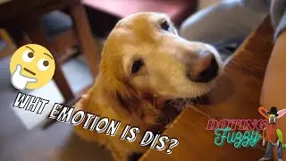 Excitement and Sadness: Dog's Emotional Journey | Woof-tastic Golden Retriever Cafe log 01
