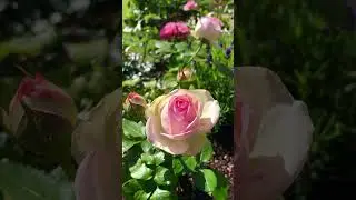 Rose Eden 85. My favorite rose. #rose #roseeden85 #eden #eden85