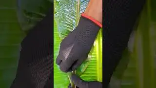 Satisfying Banana Leaf Edge Scratching 🍃🪙 #shorts #asmr #slowmo