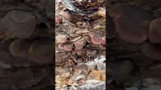 Bear Lentinus mushrooms 🍄&zwj;🟫 foraging, and white clay Creek State Park in the state of Delaware 🍄