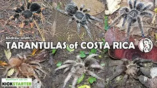 New documentary - TARANTULAS of COSTA RICA