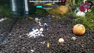Neocaridina Shrimp stream. Canadian breeder and shrimp keeper. Master of the colony