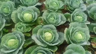 KARNATAKA से All India तक Byadagi CABBAGE🥬Loading Business| UMER AHMED M KALMANI |Viral Supply Chain