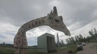African Safari Wildlife Park in Port Clinton rebuilding and healing after 2019 fire