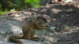 Interesting facts about bush squirrel smith by weird square