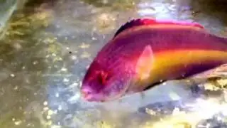 Red margin