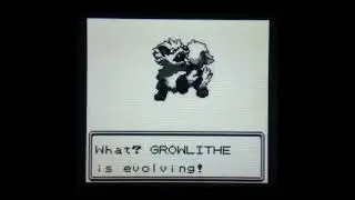 Epic rare 25% female shiny Growlithe hatches after 43 eggs!