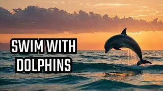 What Are the Best Dolphin Encounters and Whale Watching Experiences in Mauritius?