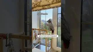 Ta papuga nigdy nie przestaje m&oacute;wić 😂