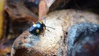 Eumorphus quadriguttatus pulchripes, Andamans, India, 5 Jan 2025