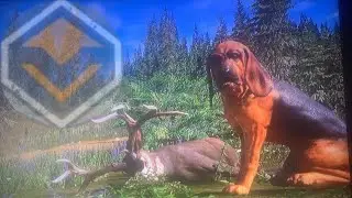Huge diamond mule deer in Silver Ridge peaks with the dogs