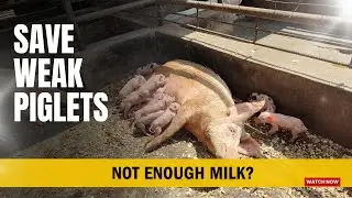 How to Save Weak Piglets & Feed Nursing Sows (The 0.5kg Rule)