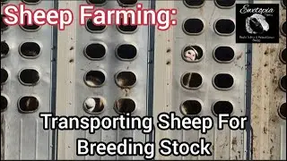 Sheep Farming: Transporting Sheep For Breeding Stock/June 15, 2022