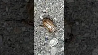 Oldenborre i Hvidovre