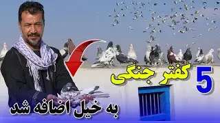 پنج کفتر جدید به خیل اضافه شد بینینده باشید  /069Afghan Shawqi