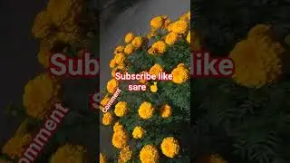 my beautiful garden 🌸🏵️🌹🌺