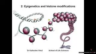 Introduction to epigenetics and histone modifications