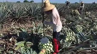 Tequila, Jalisco y su jima de agave azul. Omar munguia del medine&ntilde;o