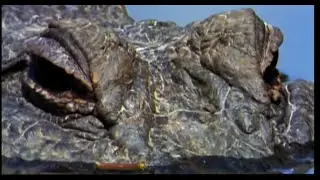 Baby Siamese Crocodiles | Saving Planet Earth: Crocodile | BBC Earth