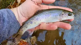 SC Small Stream Fly Fishing - 11-9-25