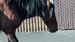 Шоссе Wild Mustang Horses 50, Невада, Северная сторона, Карсон-Сити, Эрроухед Драйв