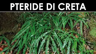 DIVINA FLORA - 