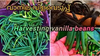 ലക്ഷങ്ങളുടെ വാനില ബീൻസ്. വാനില വിളവെടുത്തപ്പോൾ | vanilla cultivation in kerala #vanilla
