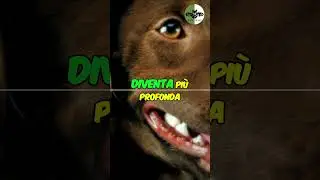 Capire il tuo cane? &Egrave; quasi telepatia&hellip; se sai osservare bene! #linguaggiocanino #telepatiacanina