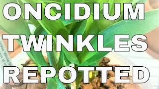 TWINKLE REPOT репортаж 'Fragrance Fantasy' и 'White Shower' Twinkles