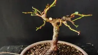 Plum Tree Bonsai | Defoliating | Branch Pruning | Wiring | Styling 