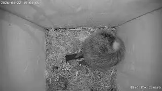Tucked In Tight: From My Birdhouse to Your Heart