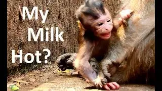 Why ! Why ! Queen reject milk newborn Valentin hungry cry sad face angry mother much.