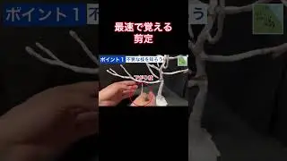 剪定で切る枝はこれ！不要枝を覚えよう #shorts #ガーデニング #剪定