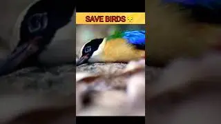 SAVE BIRDS WHATSAPP STATUS 😞#savetheworld #savebirds #shorts #short #india #trending #share #world