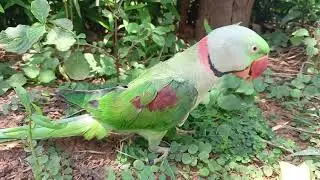 Cute parrot walking 🦜❤️😍 nature #parakeet #birb #macaw#birdstagram #conure#birdlife #parrot #nature