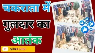 चकराता - में गुलदार का आतंक