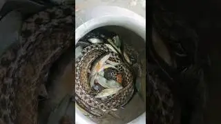 Amazing Sneak Fishing #shorts