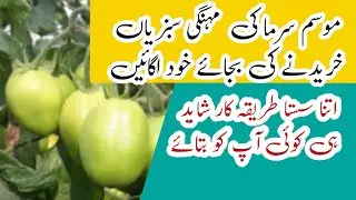 kitchen gardening can give you vegetables almost free#kitchen gardening#vegetables#winter vegetables